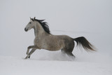 Fototapeta Konie - arab horse on a snow slope (hill) in winter