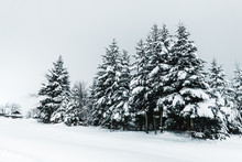 Road In Carpathian Mountains Covered With Snow Among Spruces