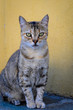 Dziki kot dachowiec żyjący na ulicach włoskiego miasteczka. Portret kota na żółtym tle 