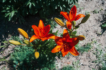 Beautiful red blooming lily in macro. Amazing picturesque flower in flower bed close-up. Colorful plant in garden. Wonderful european perfume flower with vivid petals. Big pistil and stamens.