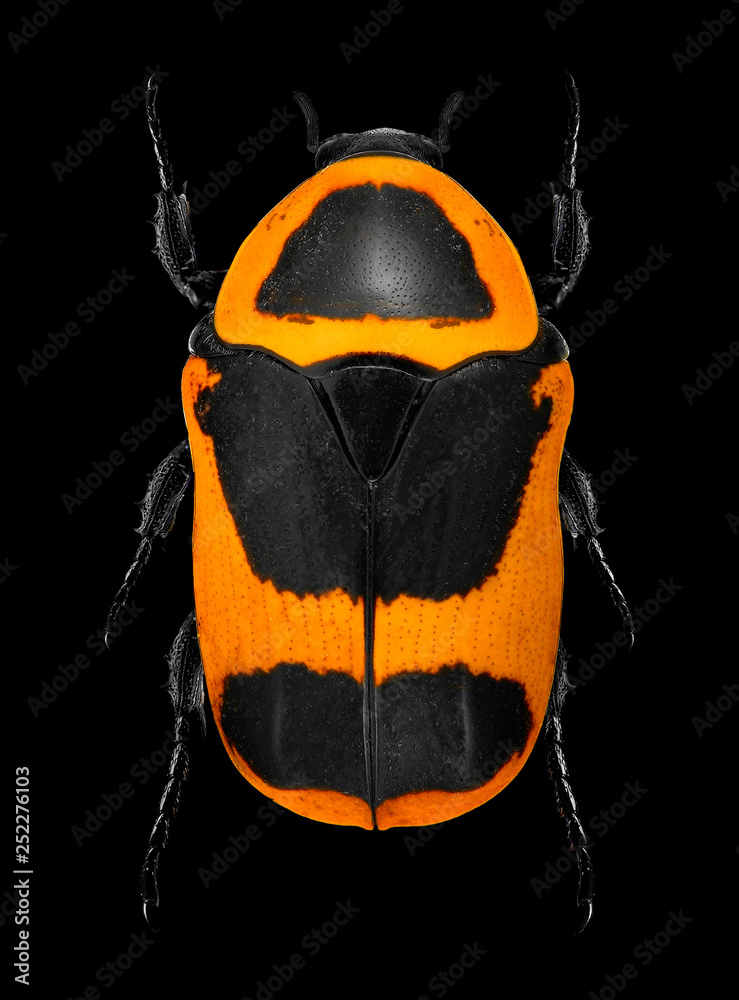 wann liguster düngen Bio-Liguster-Dünger kaufen main image 0