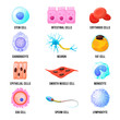Human macro cells set, bright medicine poster