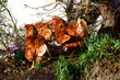 © AntiD - Red chickens are walking in the spring garden.