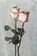 two beautiful pink roses isolated on gray