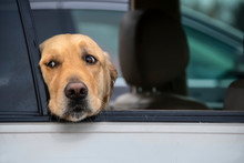 Thoughtful Golden Retriever Dog Looks Out Of Window Of Car With Head Resting On Window Bottom - Closeup