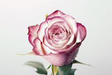Single Beautiful Pink Rose Isolated On White