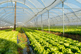 Fototapeta  - Fresh organic lettuce seedlings in greenhouse outdoors