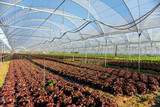 Fototapeta Mosty linowy / wiszący - Fresh organic lettuce seedlings in greenhouse outdoors