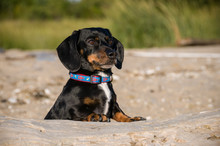 Dachshund Stands With Paws On Driftwood