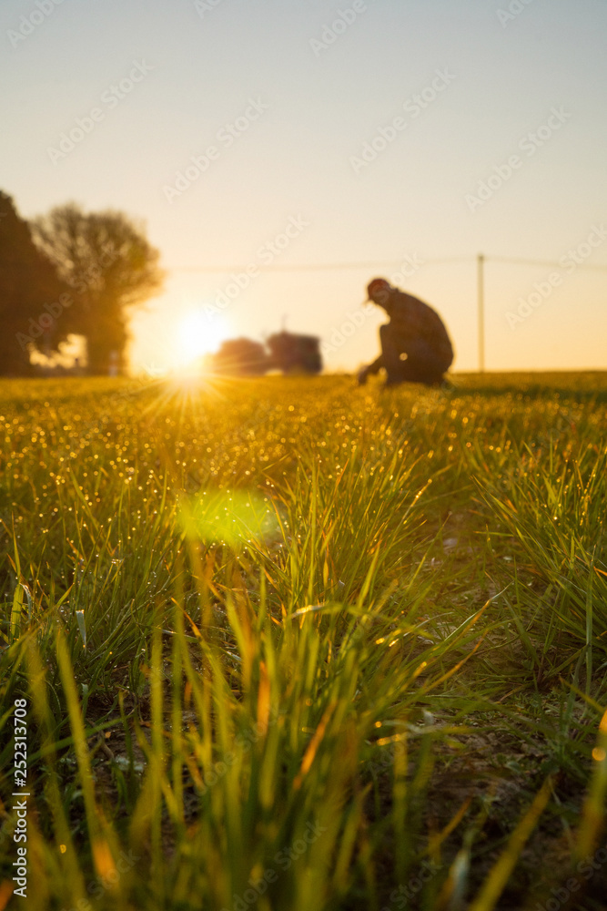 A farmer in his field examines his crops at sunrise. Stock Photo ...