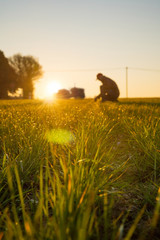 A farmer in his field examines his crops at sunrise. 