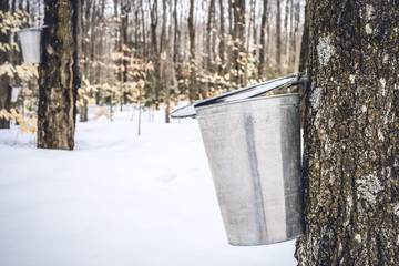 Wall Mural - maple sap dripping into a metal pail