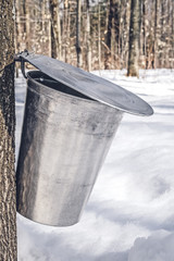 Wall Mural - Metal bucket on a tree collecting maple sap