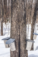 Wall Mural - Maple syrup production season