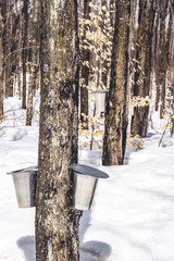 Wall Mural - Spring forest during maple sap collection