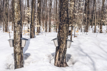 Wall Mural - traditional maple syrup production in quebec
