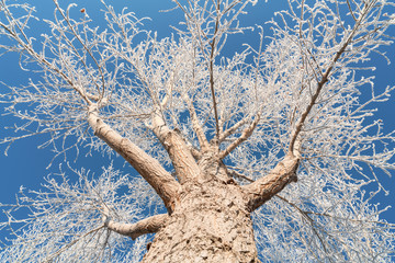 Tree with frost and snow