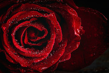 Red Roses With Dark Background, Valentine's Day.