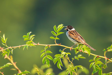 Wall Mural - Male reedbunting bird Emberiza schoeniclus singing bird