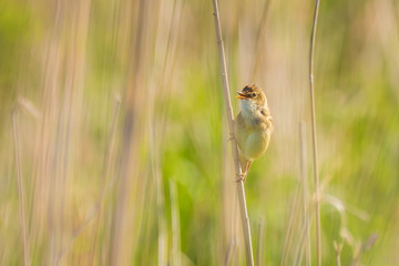 Wall Mural - Eurasian reed warbler Acrocephalus scirpaceus bird singing in reeds during sunrise.