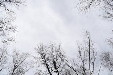 Wall Mural - View from below through the branches of the cloudy sky bright.