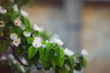 Beautiful blooming spring apple branch with blurred background, copy space