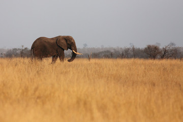 Sticker - The big bull of african bush elephant (Loxodonta africana) is walking alone in open yellow dry african savanna