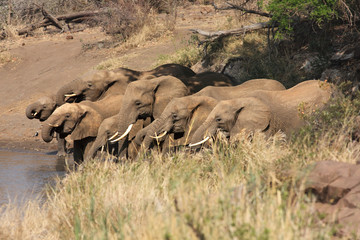 Sticker - The herd of  african bush elephant (Loxodonta africana) with babies is drinking from waterhole during dry season