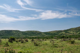 Fototapeta Sawanna - South African savanna during a hot summer day