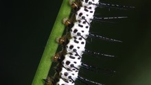 Zebra Longwing Butterfly Caterpillar Walks On A Branch.