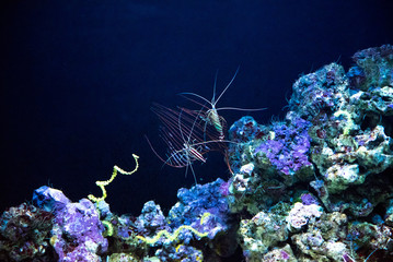 Wall Mural - Oceanarium aquarium of Lisbon, large collection of marine species.