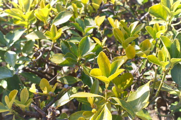 Green young leaf