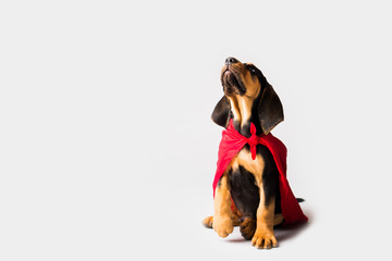 Wall Mural - Superhero Dog in Red Cape