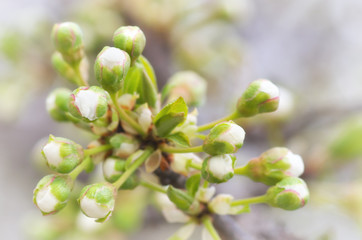 Canvas Print - Spring buds on tree