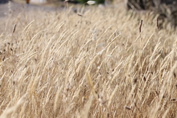 wheat in the field