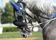 Portrait of a gray horse trotter breed in motion on hippodrome.