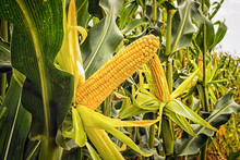 Two Mature Yellow Cob Of Sweet Corn On The Field. Collect Corn Crop. Yellow Ear Of Corn With Green Leaves On The Field.