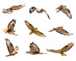 Set of Buzzard in flight isolated on white. Buteo rufinus