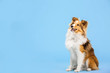 © OlgaOvcharenko - Shetland Sheepdog dog in the photo studio on the blue background