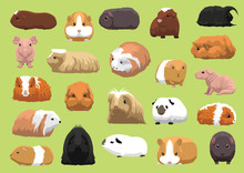 Various Breeds Guinea Pig Cartoon Vector Illustration