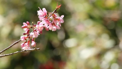 Wall Mural - cherry blossom flowers , sakura flowers on nature background.