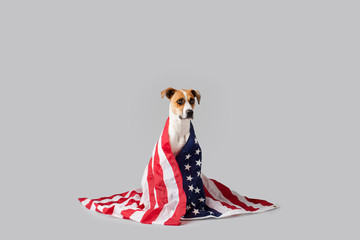 Wall Mural - Dog with American Flag Isolated