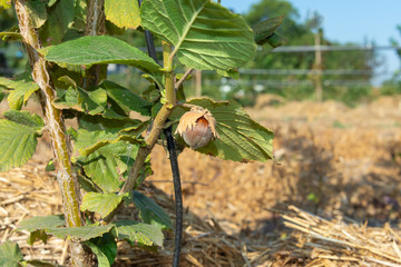 hazelnut nuts hang on a plant bush under green leaves. Harvest in the garden of nuts