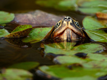 Closeup Turtle In The Pond With Lotus Leaf