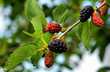 Fruits of black mulberry