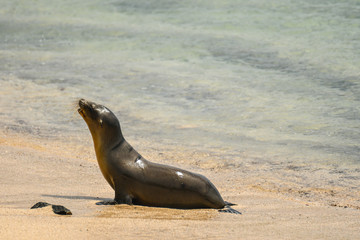 Wall Mural - Galapagos sea lion