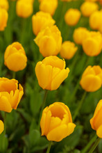 Yellow Tulips In The Park As Background