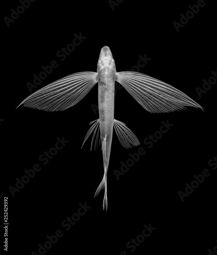 Fotomural flying fish on black background, isolated
