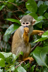 Squirrel Monkey