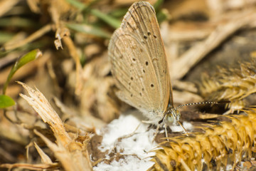 butterfly, macro of insect in wild, animal in nature, close-up animal in wild